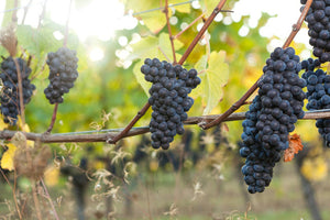 Canadian Pinot Noir grapes hang on the vine.