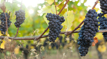 Canadian Pinot Noir grapes hang on the vine.